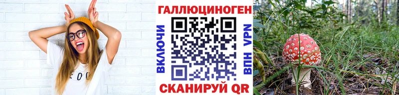 Псилоцибиновые грибы Psilocybe  Стародуб 